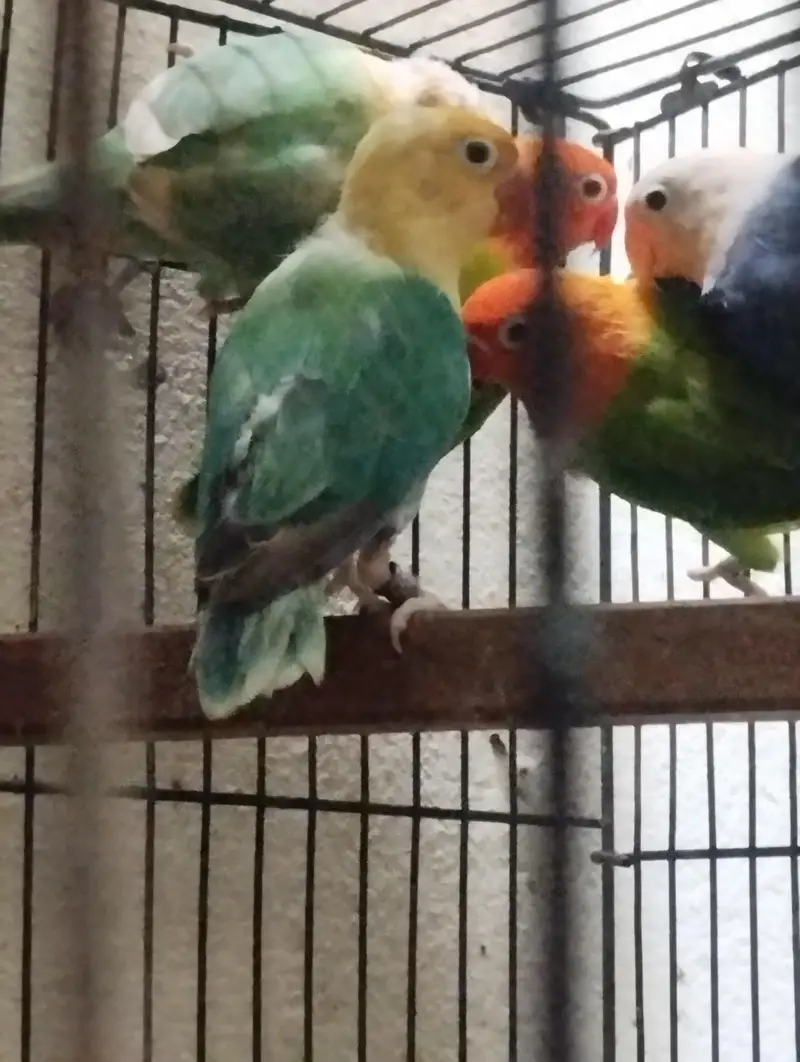 Split Palefellow Ready to breed lovebird Per piece Rate 2000 — photo 5