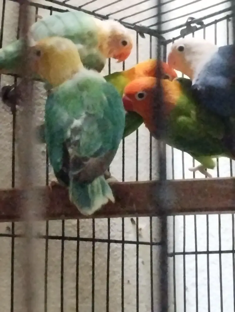 Split Palefellow Ready to breed lovebird Per piece Rate 2000 — photo 6