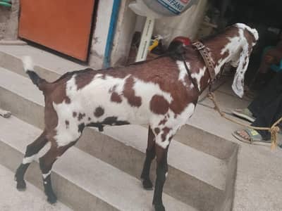 nagra dabba Bakra for sale