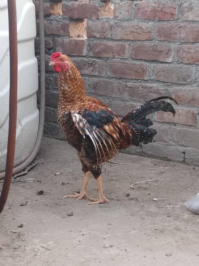 behtreen Aseel murghy for sale 15 . . 1 ki demand 3500 long hait