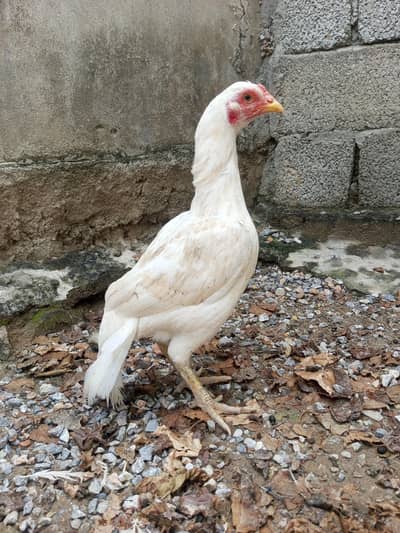 aseel hen chourze ma ha 03365673298