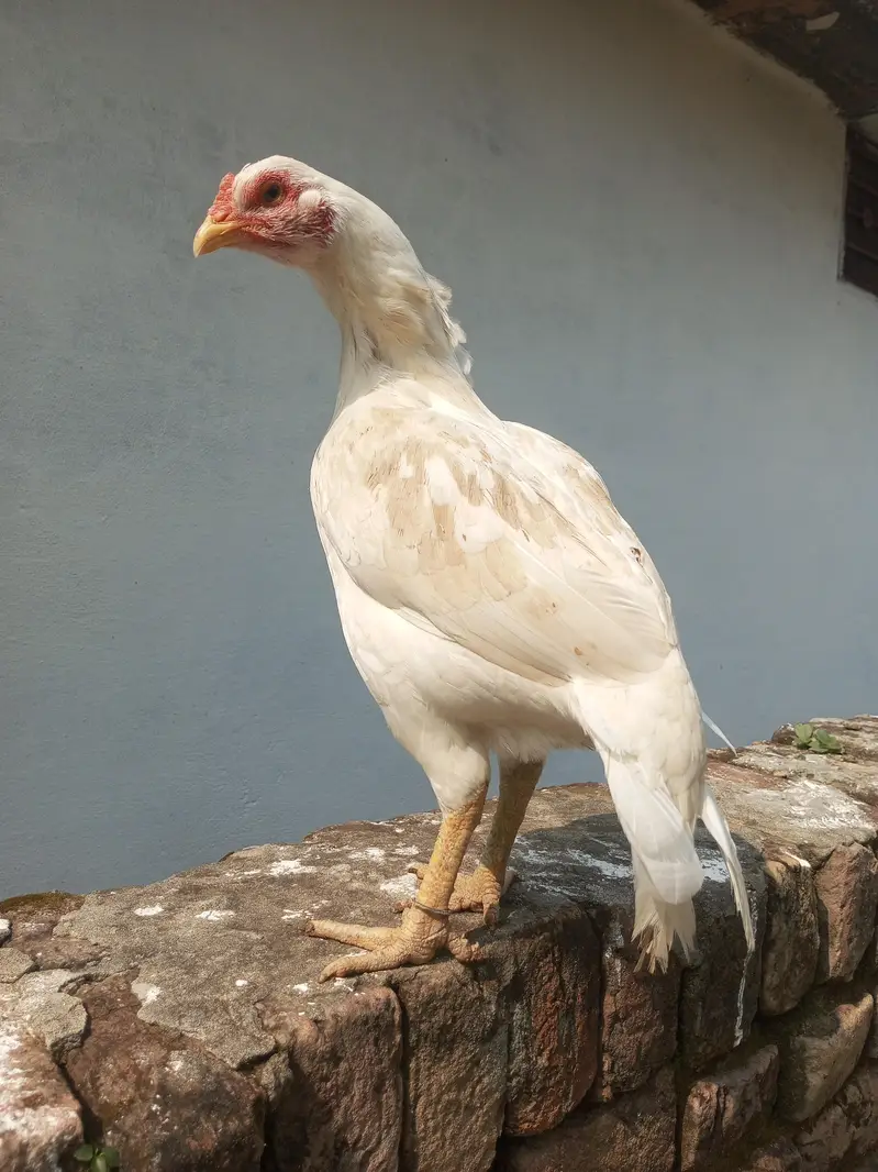 aseel hen chourze ma ha 03365673298 — photo 2