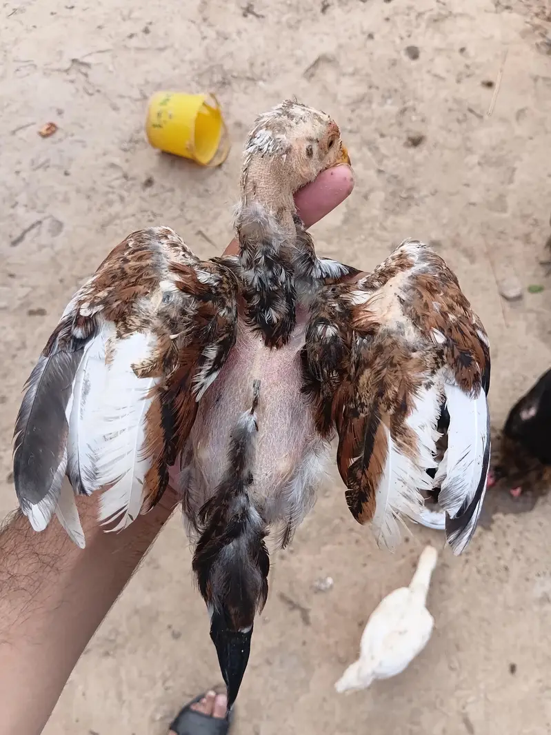 Mian wali Aseel chiks — photo 2