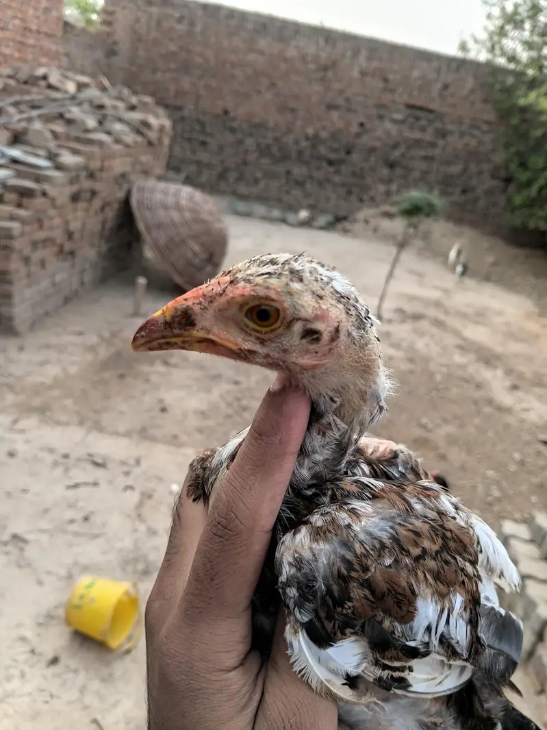 Mian wali Aseel chiks — photo 3