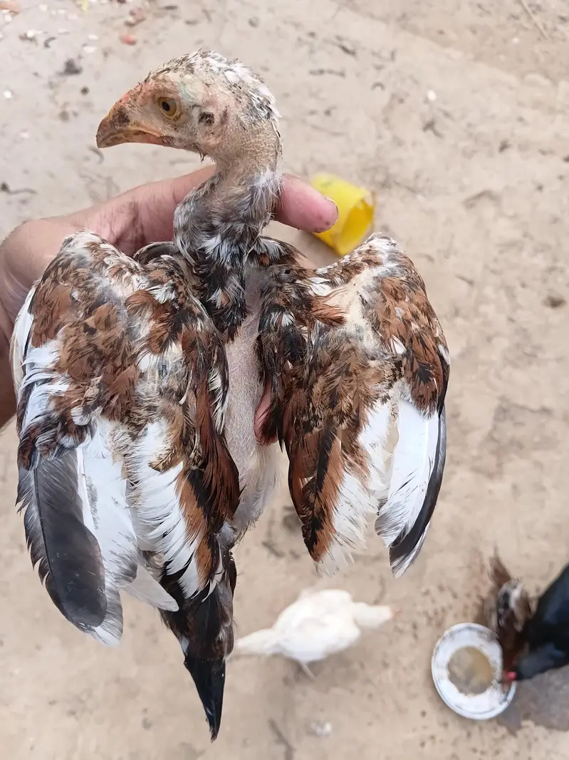 Mian wali Aseel chiks — photo 4