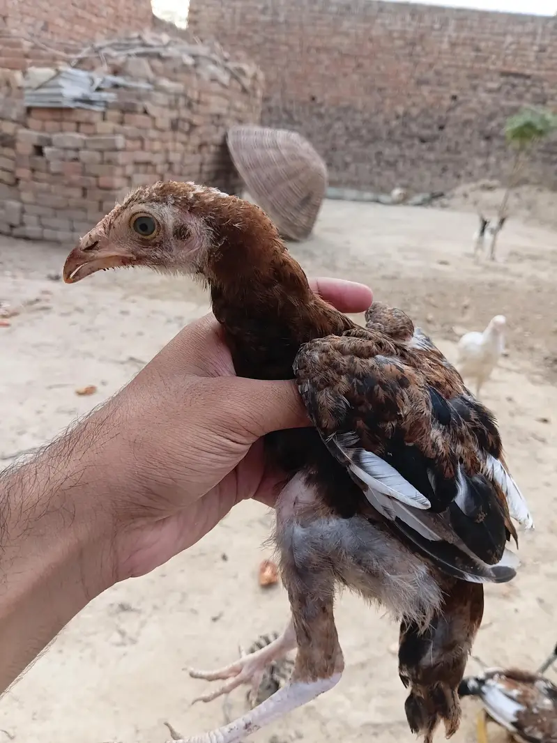 Mian wali Aseel chiks — photo 5