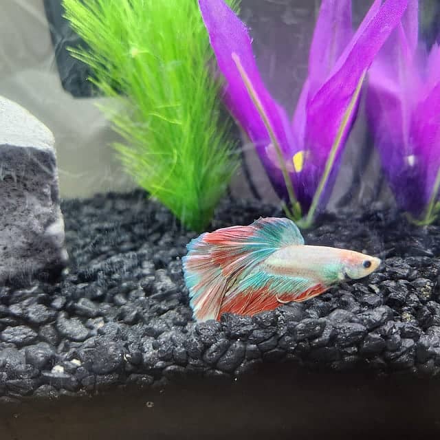 Betta males 0