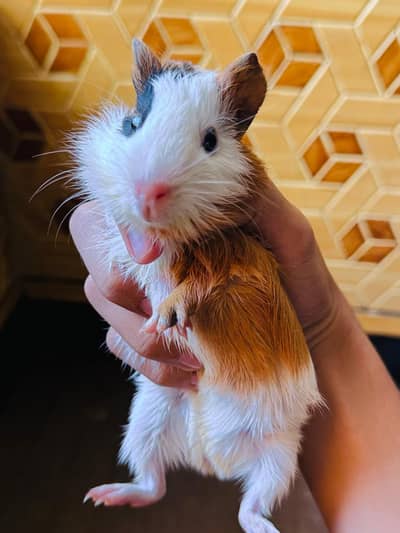 baby hamster