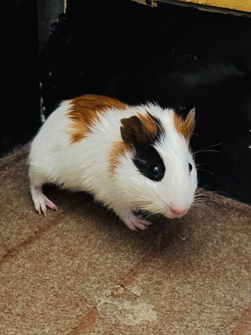 baby hamster - Other Animals - 1120270353