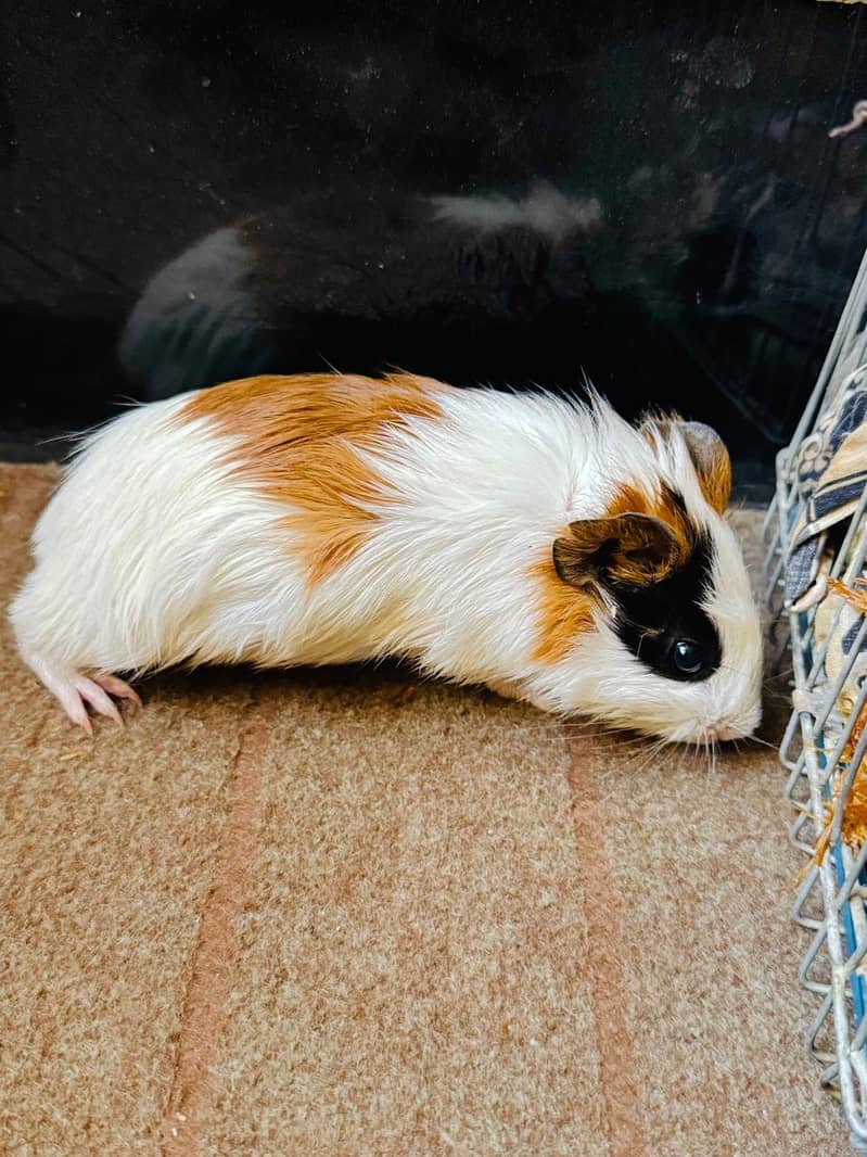 baby hamster - Other Animals - 1120270353
