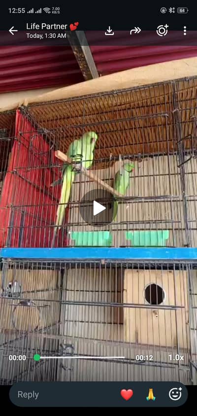 Ringneck pair Female Hand Tame
