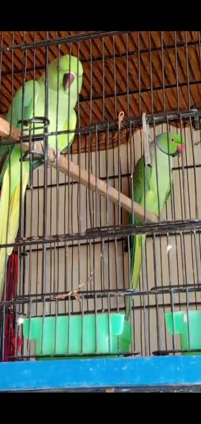 Ringneck pair Female Hand Tame