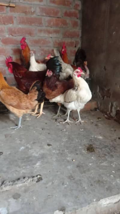 Desi hens for sale 03124499315 cntct nmb