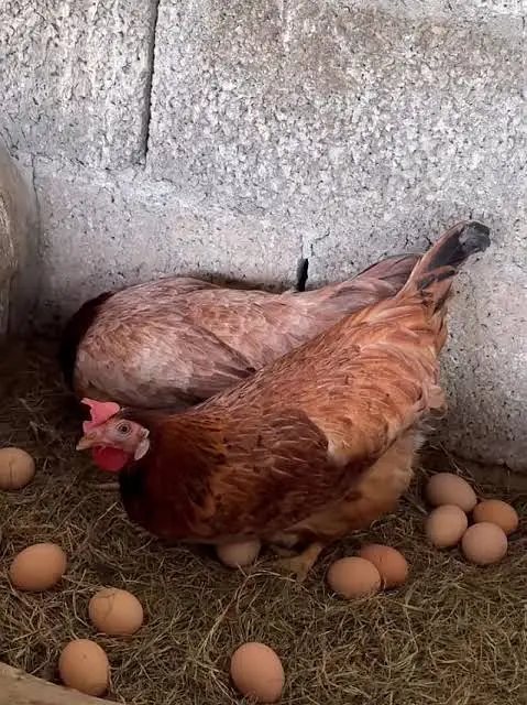 golden misri / layer / white layer / eggs laying hens / eggs /desi egg — photo 2