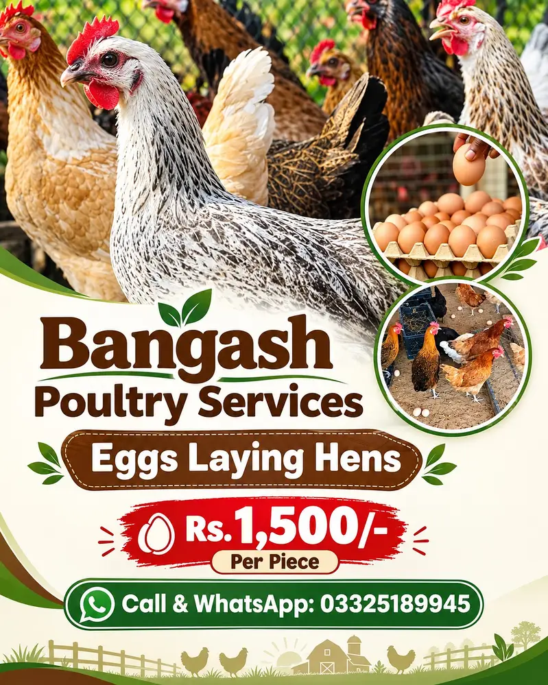 golden misri / layer / white layer / eggs laying hens / eggs /desi egg — photo 3