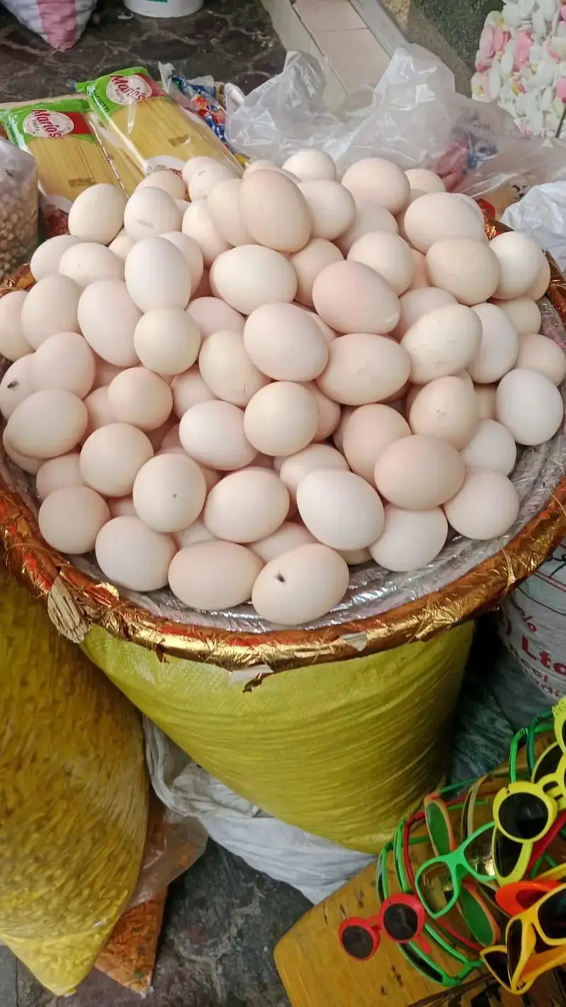 golden misri / layer / white layer / eggs laying hens / eggs /desi egg — photo 4