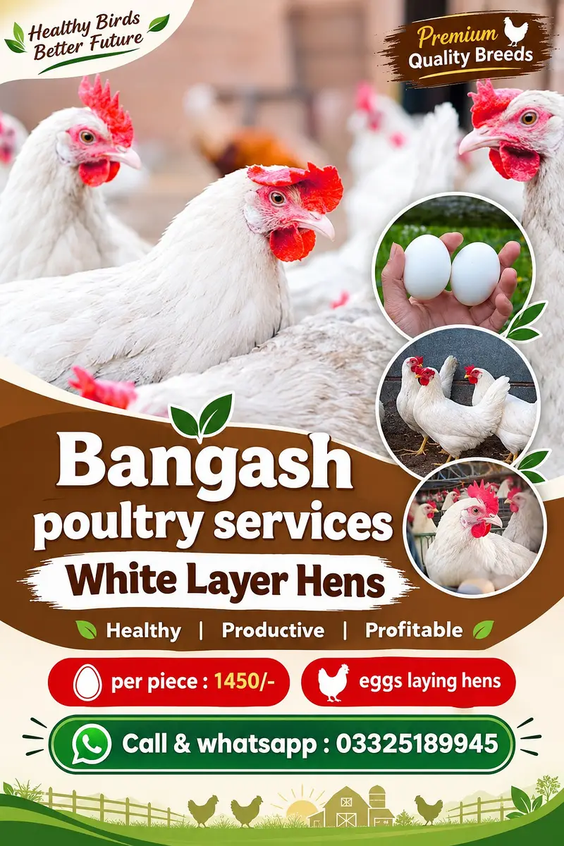 golden misri / layer / white layer / eggs laying hens / eggs /desi egg — photo 6
