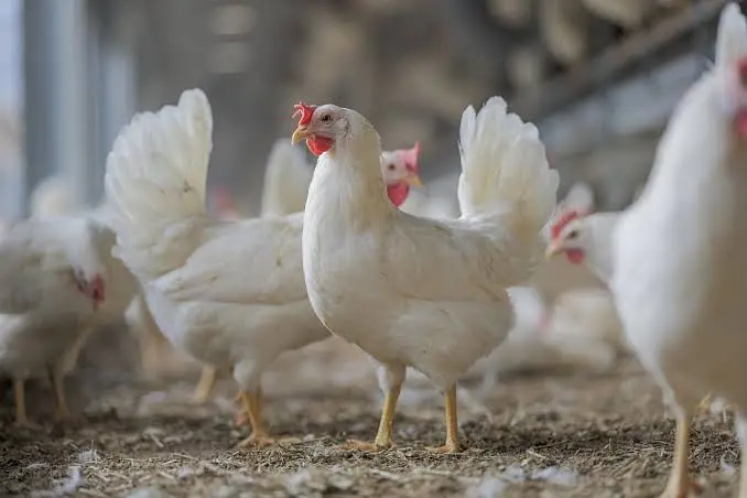 golden misri / layer / white layer / eggs laying hens / eggs /desi egg — photo 7