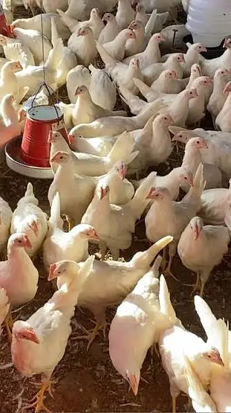 golden misri / layer / white layer / eggs laying hens / eggs /desi egg — photo 8
