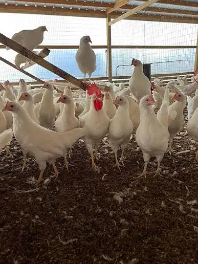 golden misri / layer / white layer / eggs laying hens / eggs /desi egg — photo 9