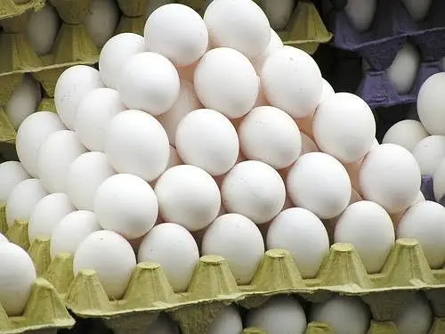 golden misri / layer / white layer / eggs laying hens / eggs /desi egg — photo 10