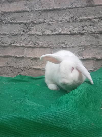 breeder female