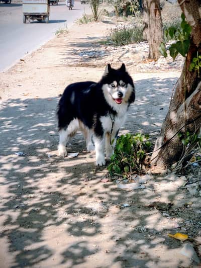 WOLLY COAT husky