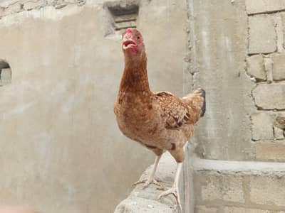 hens. . .