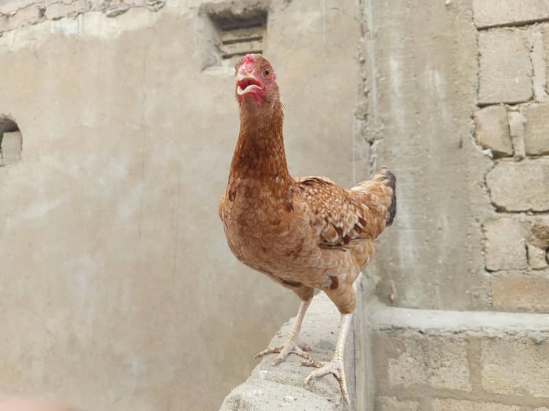 hens. . . 0