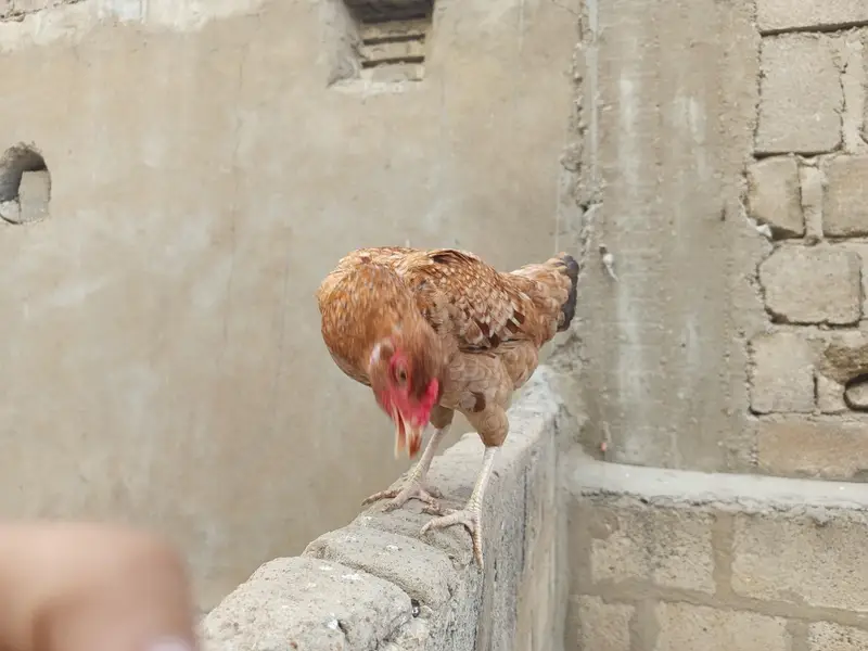 hens. . . — photo 2