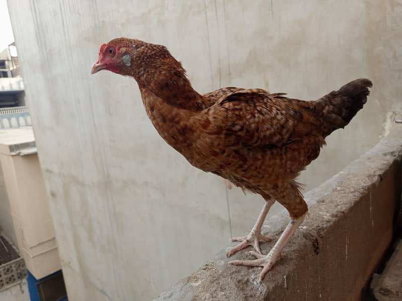 hens. . . 2