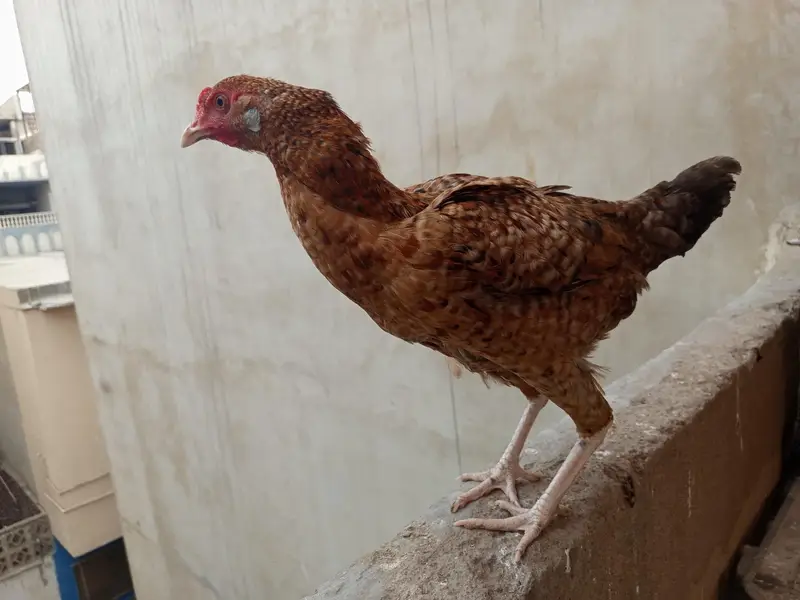 hens. . . — photo 3