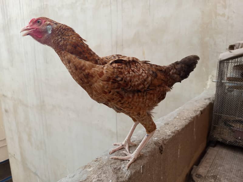 hens. . . 3
