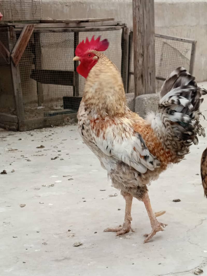 hens. . . 4
