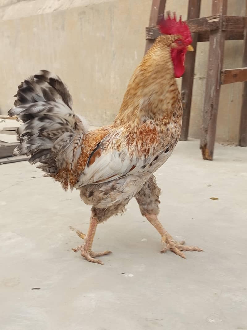 hens. . . 5