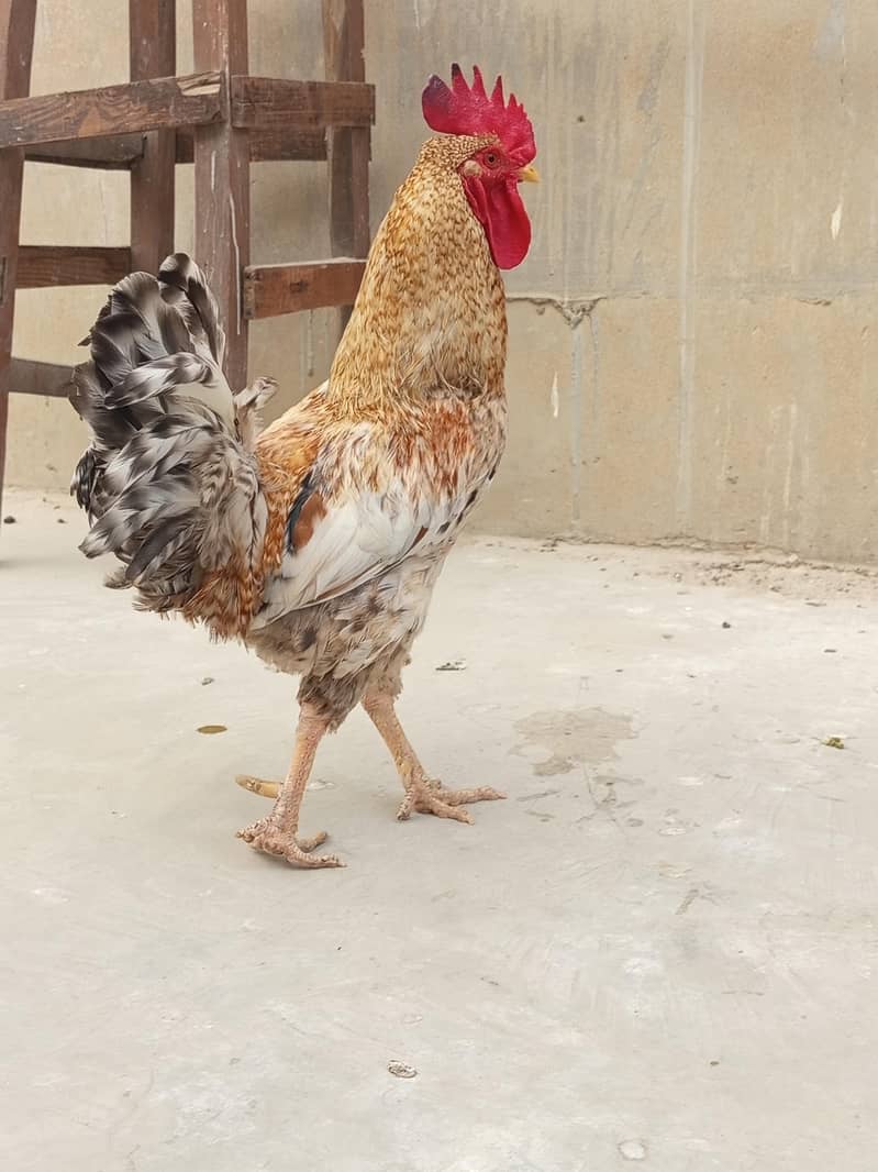 hens. . . 6