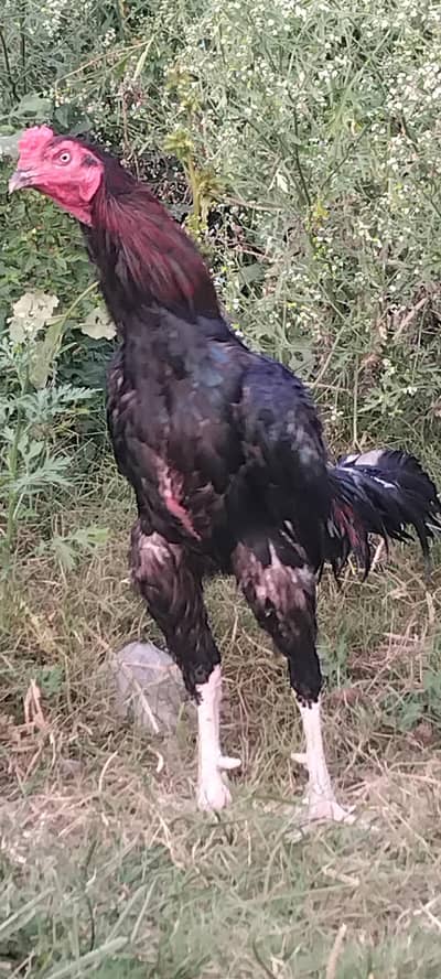 Best Aseel For Sale