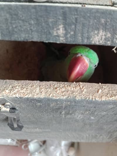 raw parrot heera aseel exchange possible