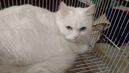 Persian Double coated Blue eyes female