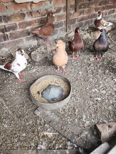 king pigeon breeder pair