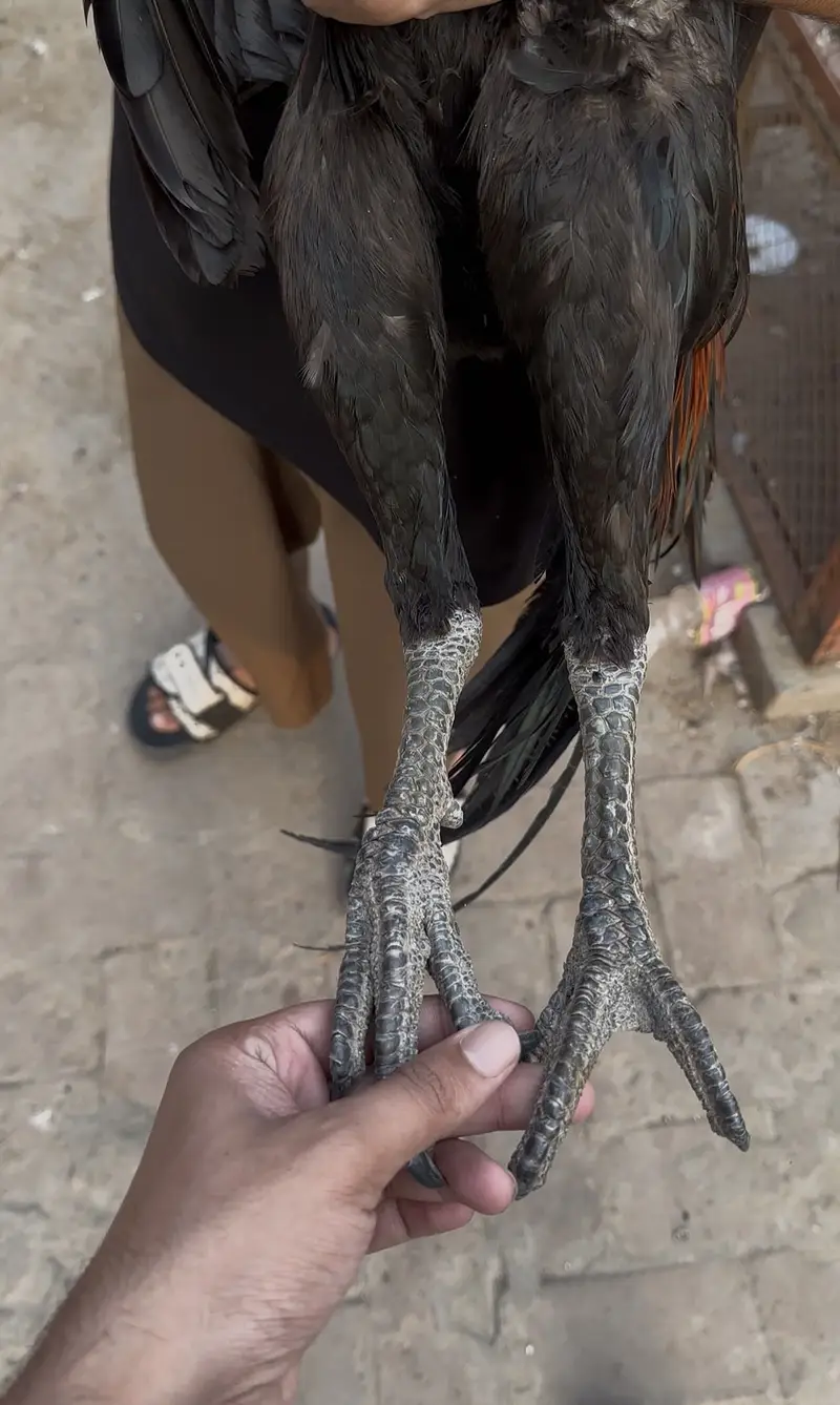 Imported dragon aseel with parrot face high quality 03264705203 — photo 2