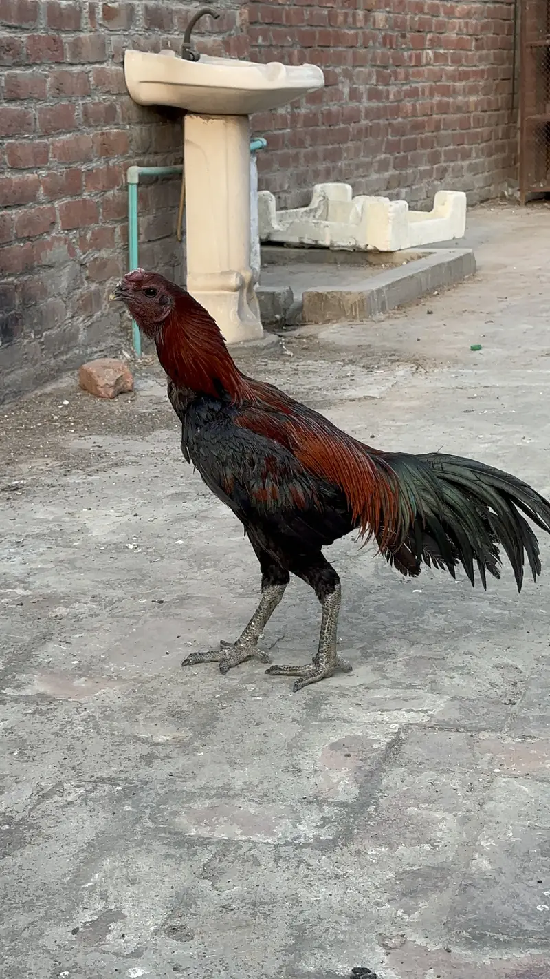 Imported dragon aseel with parrot face high quality 03264705203 — photo 3