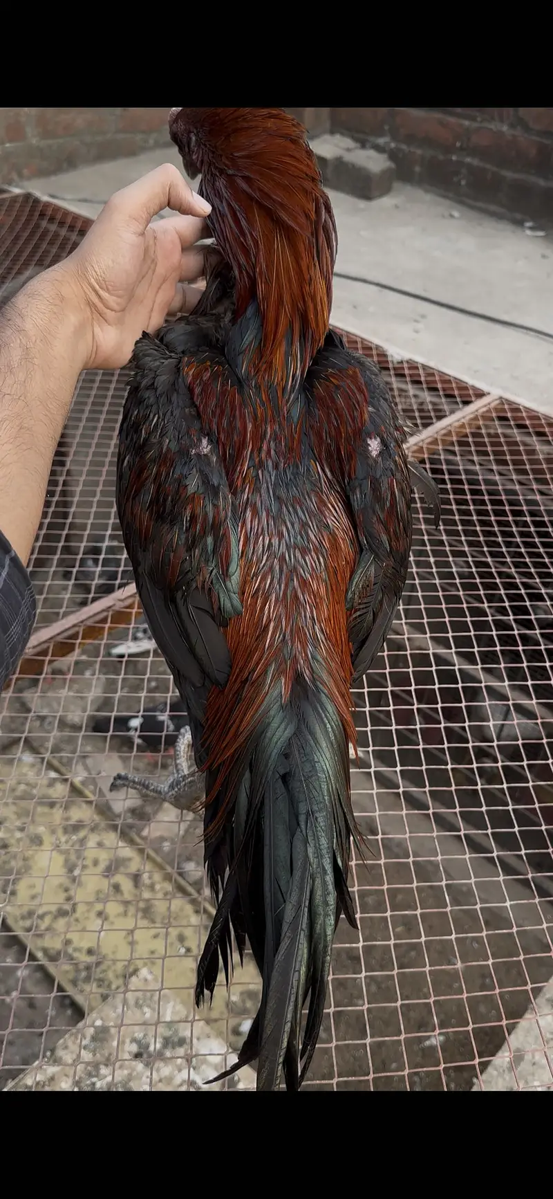 Imported dragon aseel with parrot face high quality 03264705203 — photo 4