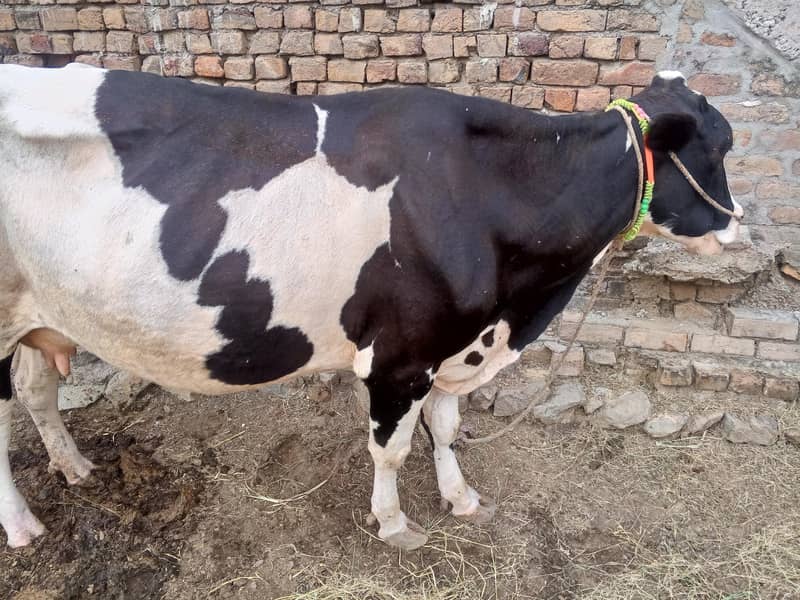 03125902628گائے برائے فروخت 20 کلو دودھ ہے ساتھ بچہ بھی ہے 0