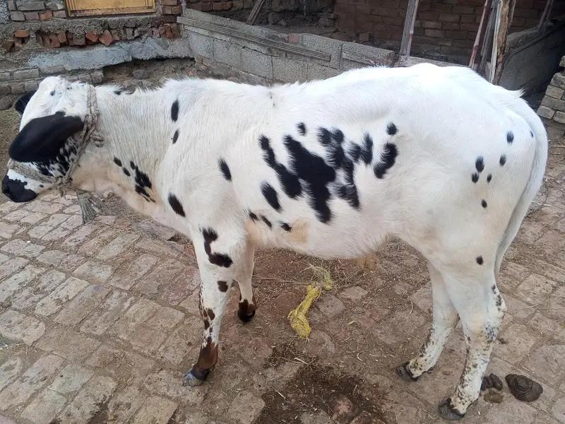 03125902628گائے برائے فروخت 20 کلو دودھ ہے ساتھ بچہ بھی ہے — photo 2