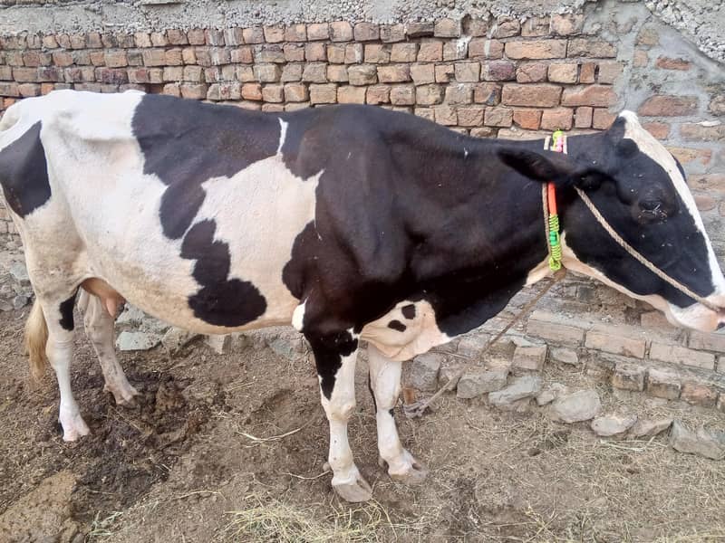 03125902628گائے برائے فروخت 20 کلو دودھ ہے ساتھ بچہ بھی ہے 3