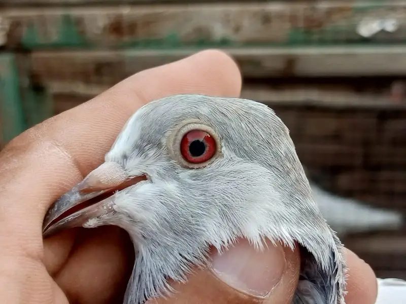 Red Eyes pair    03063240061 — photo 2