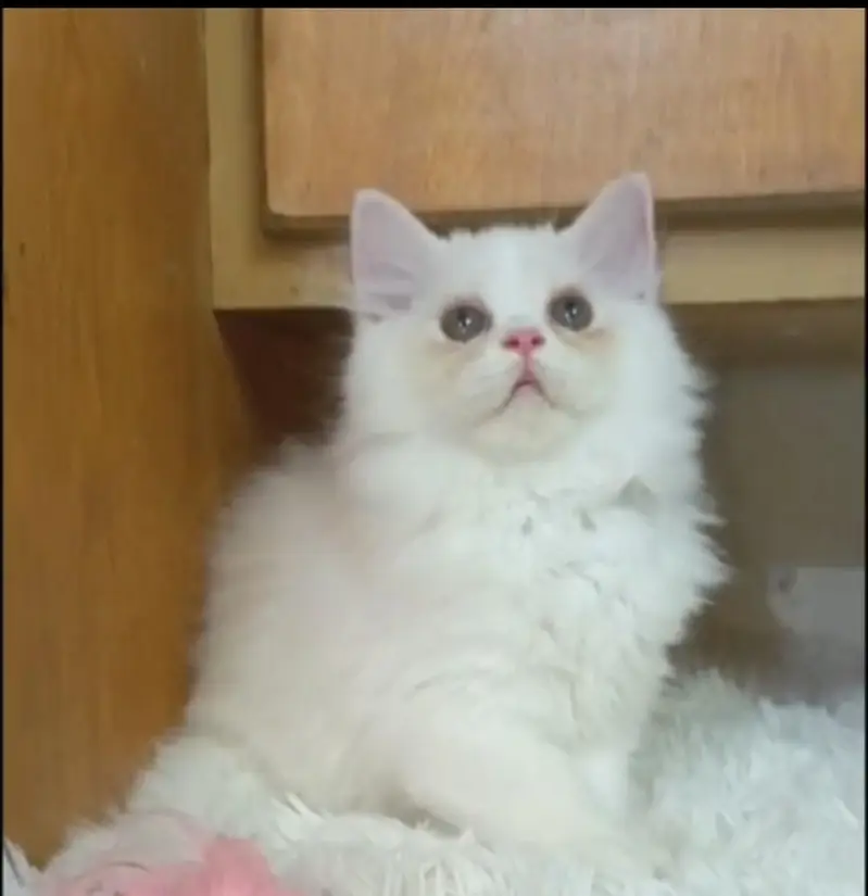 persian kittens/ female,/triple coat/home breed/cat/kitten — photo 3