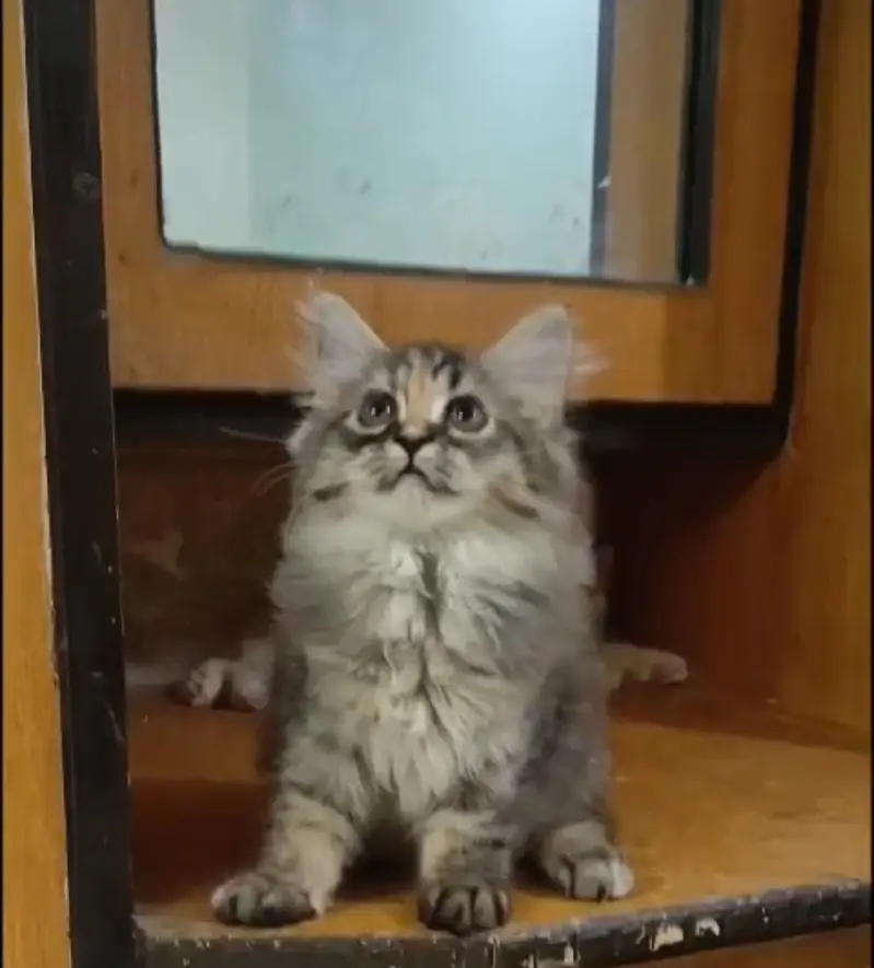 persian kittens/ female,/triple coat/home breed/cat/kitten — photo 4