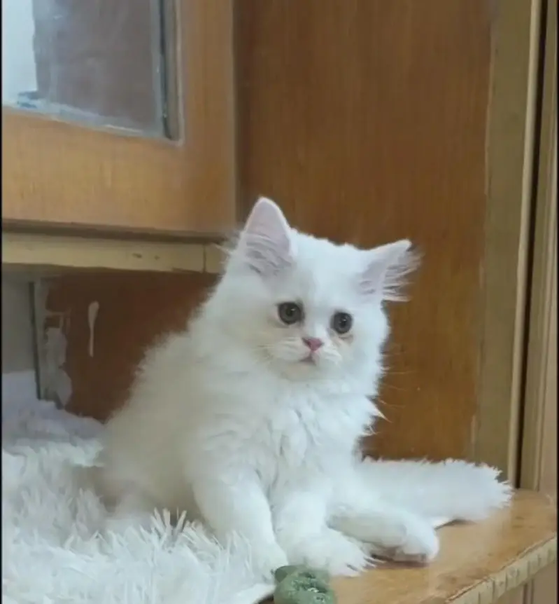 persian kittens/ female,/triple coat/home breed/cat/kitten — photo 6